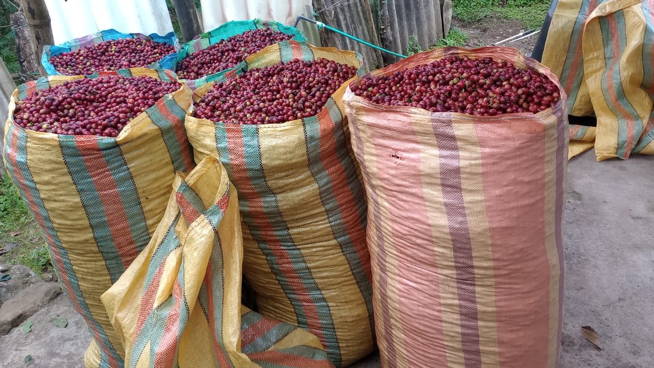 Coffee sorting and selection