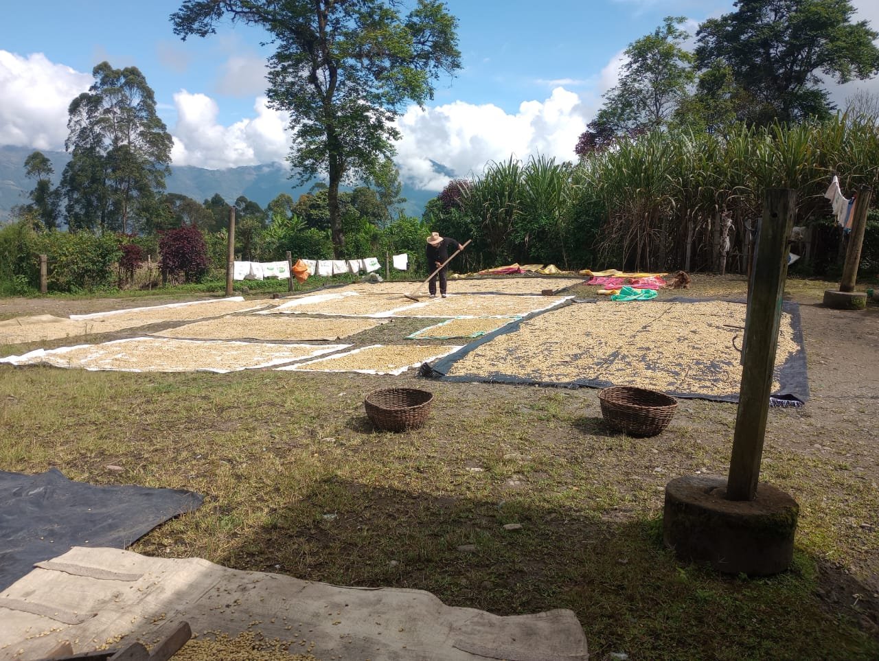 Coffee sun-drying on raised beds