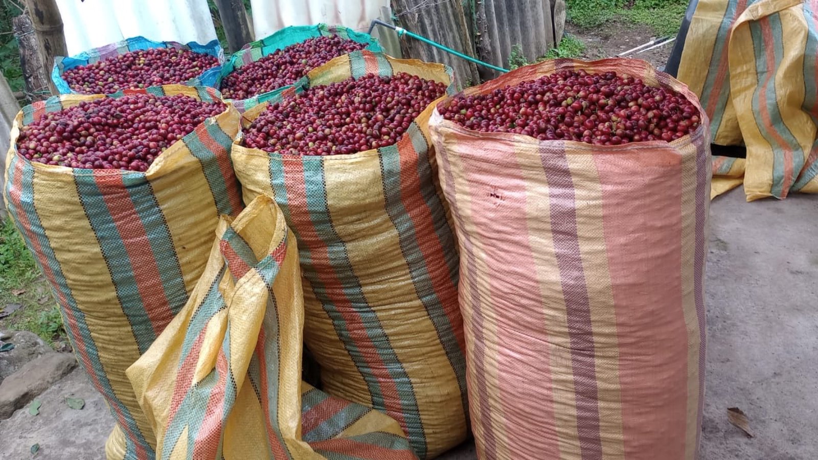 Harvest