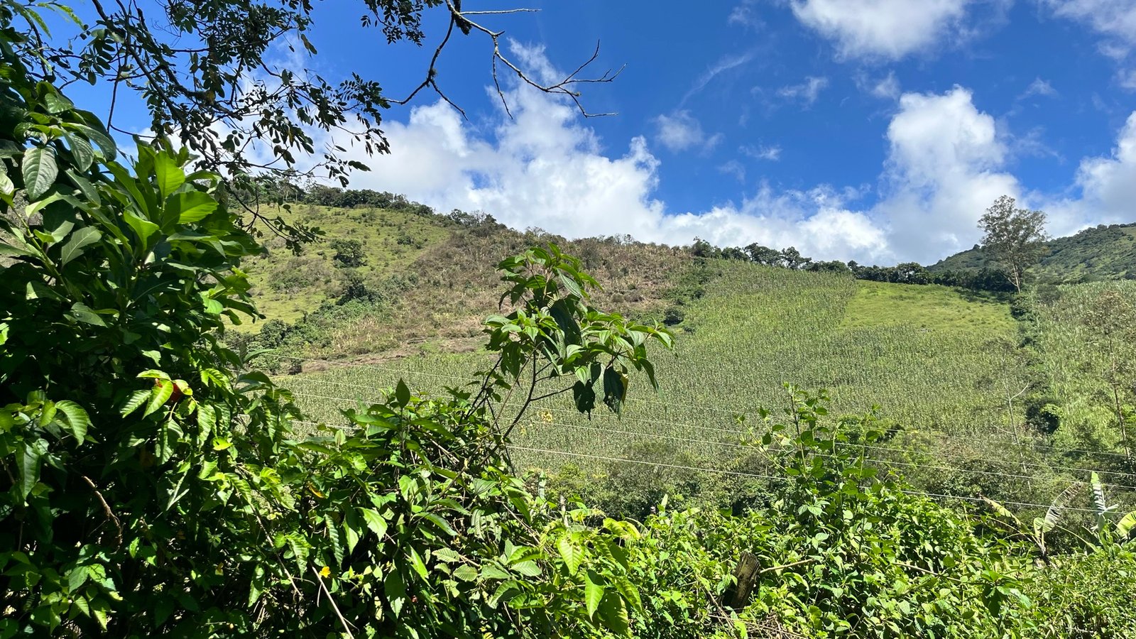 Landscape