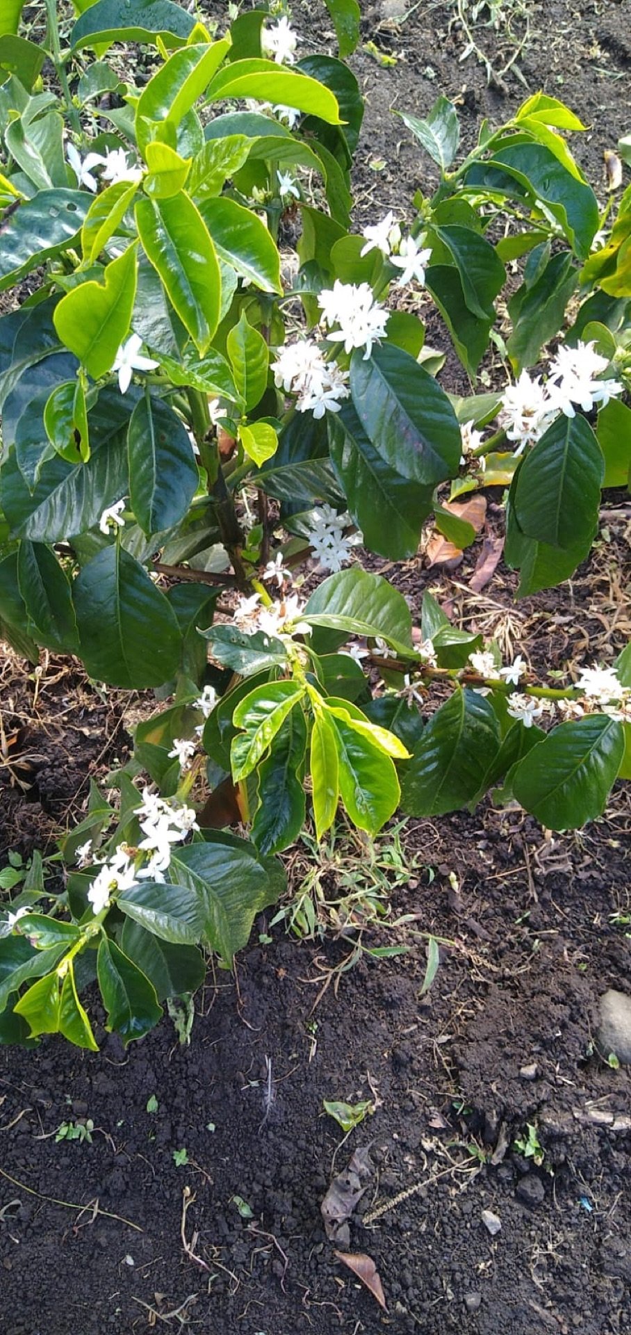 Plant