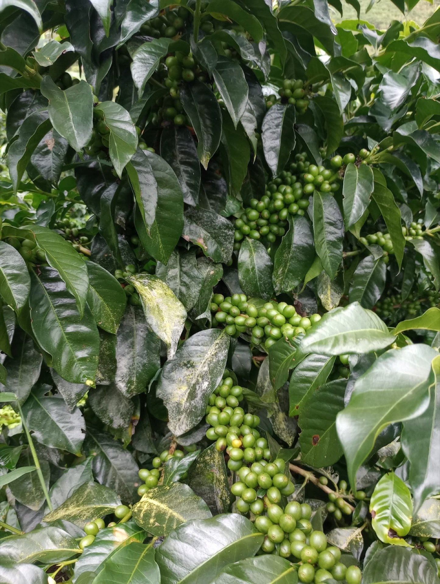 Plant
