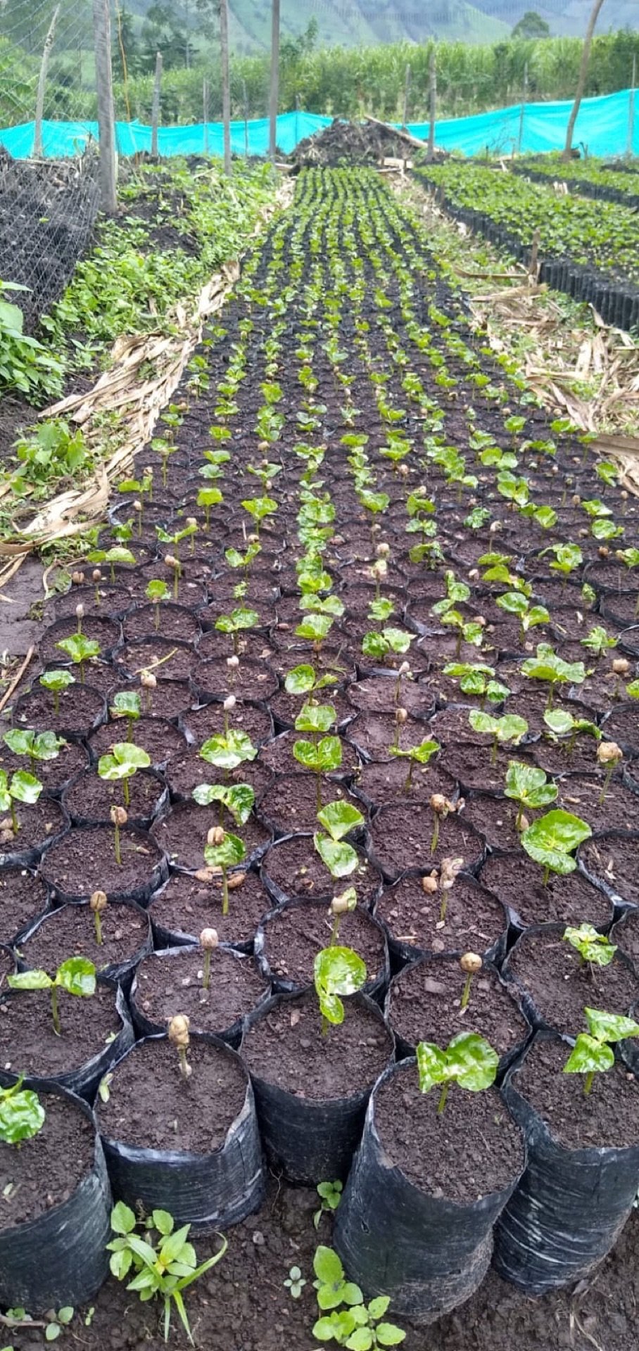 Harvest